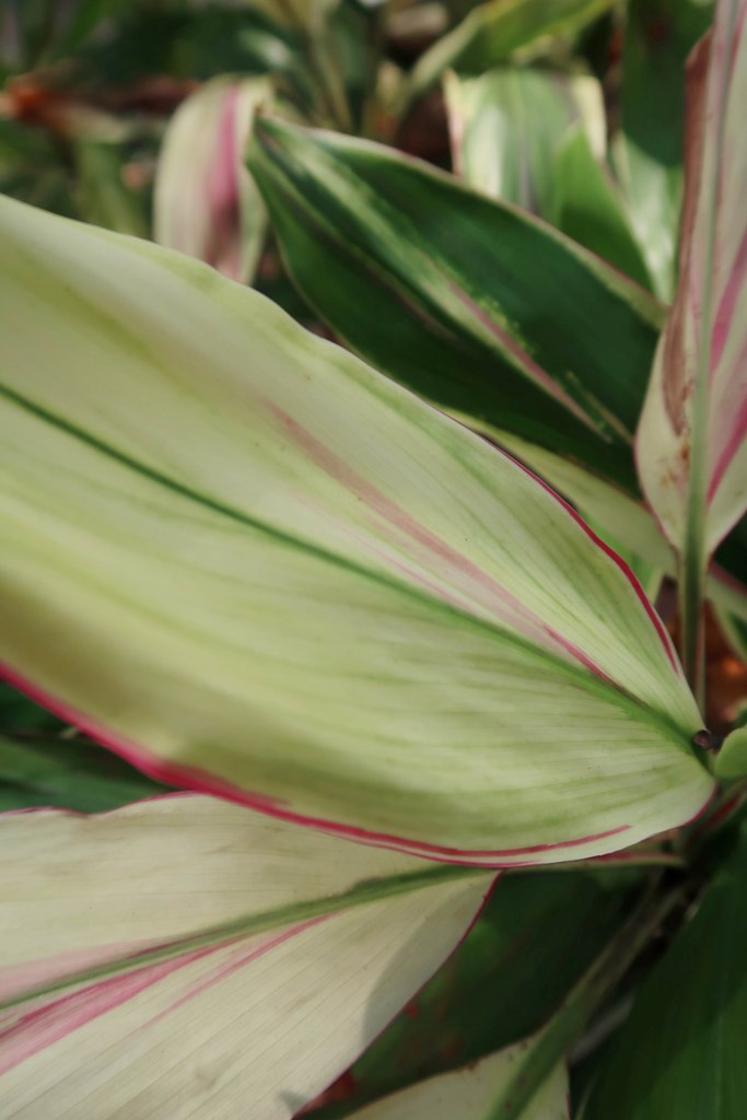 The Jogging Track Garden