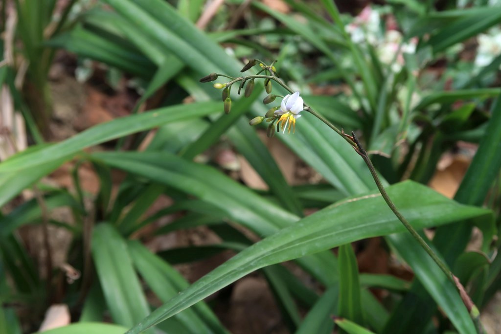 The Jogging Track Garden