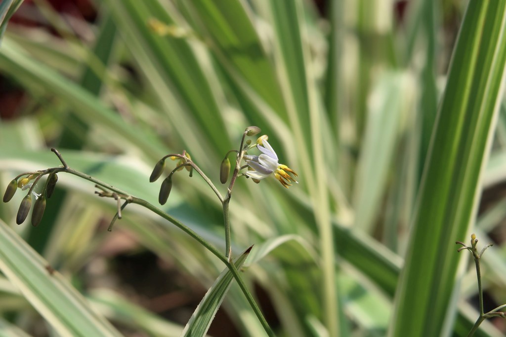 The Jogging Track Garden