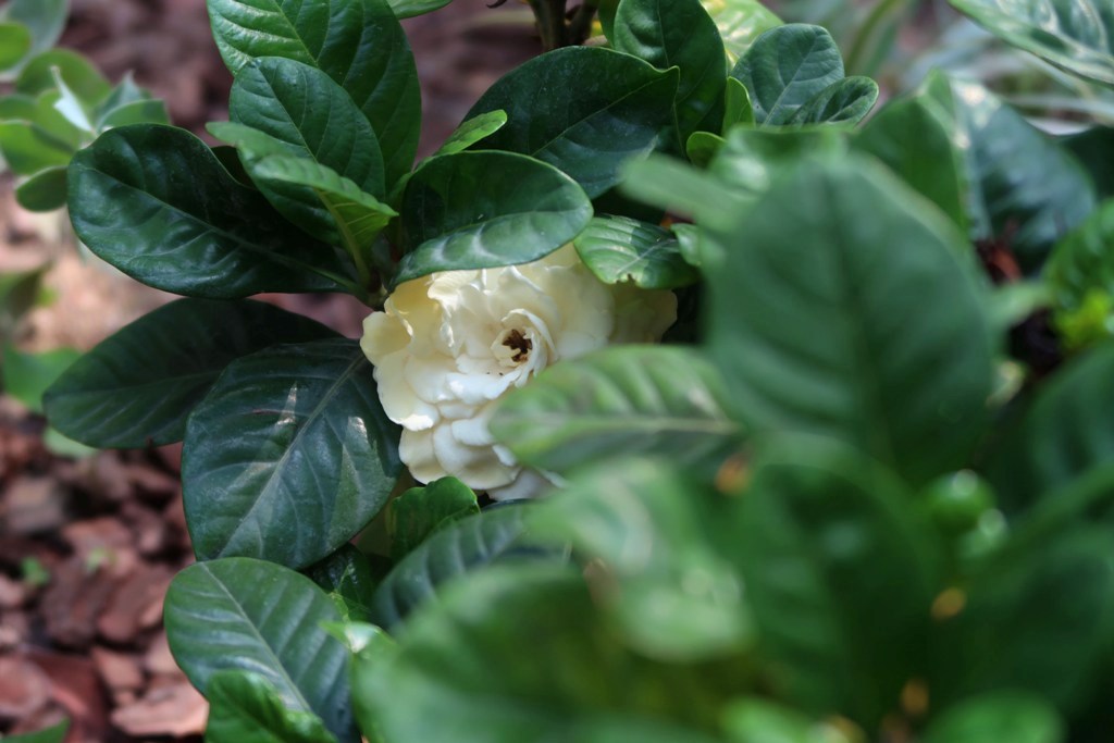 The Jogging Track Garden