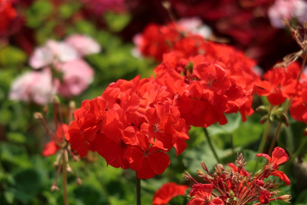 The Jogging Track Garden
