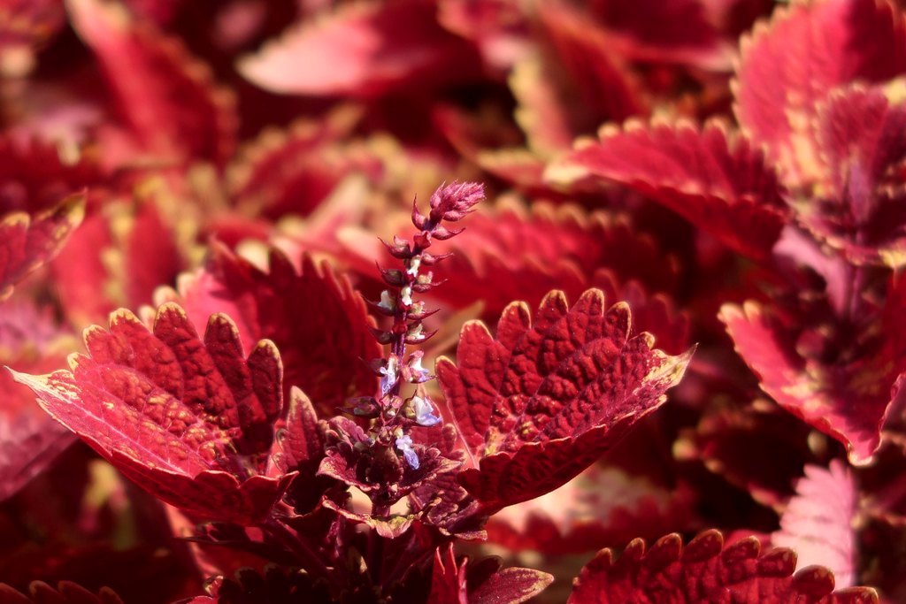 The Jogging Track Garden