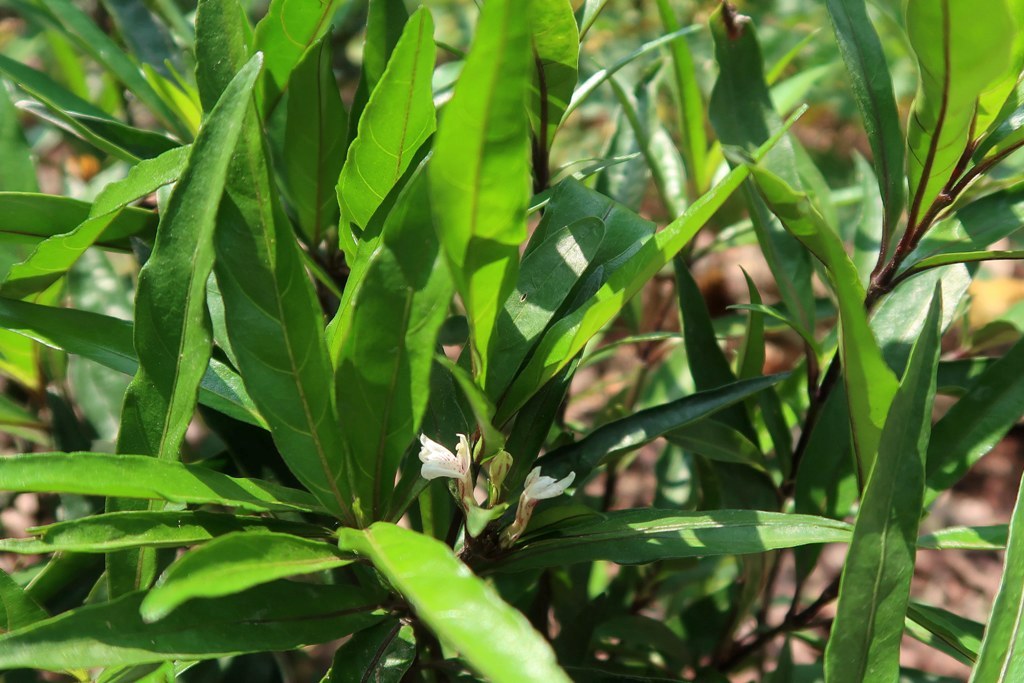 The Jogging Track Garden