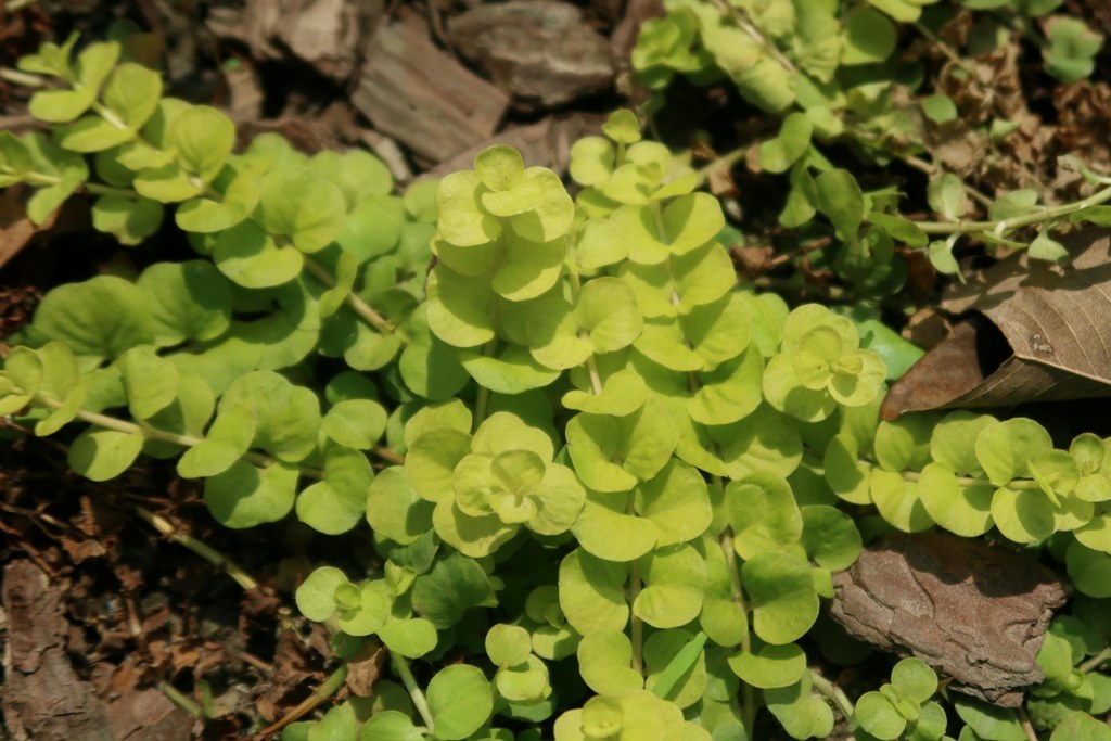 The Jogging Track Garden