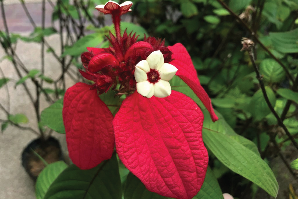 The Jogging Track Garden