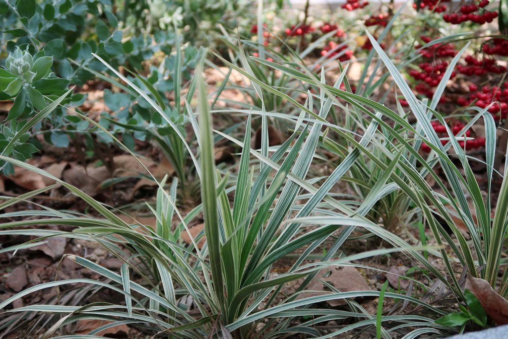 The Jogging Track Garden