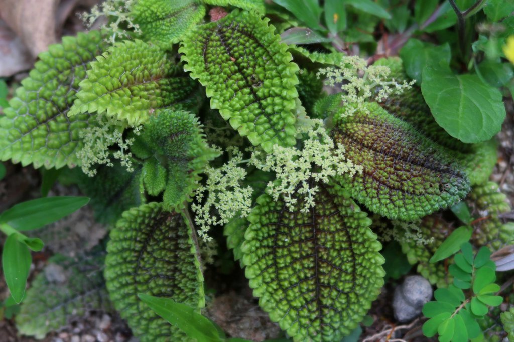 The Jogging Track Garden