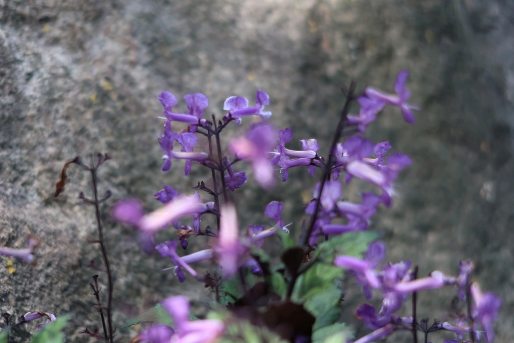 The Jogging Track Garden