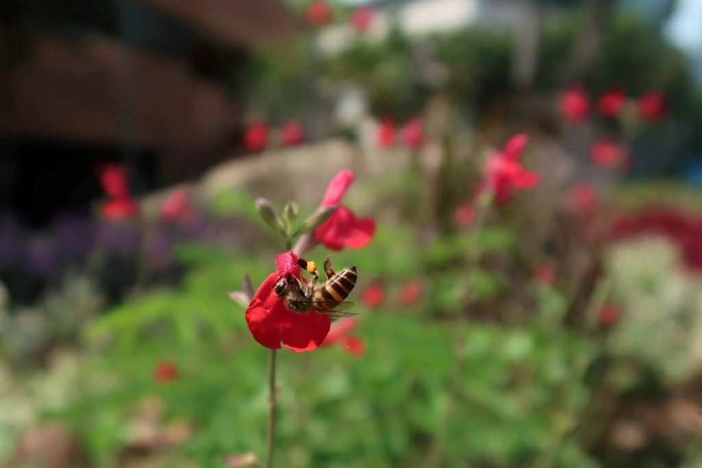 The Jogging Track Garden