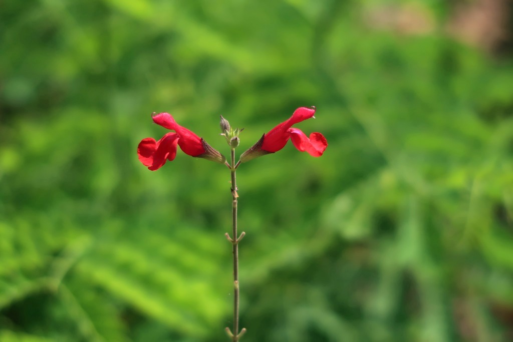 The Jogging Track Garden