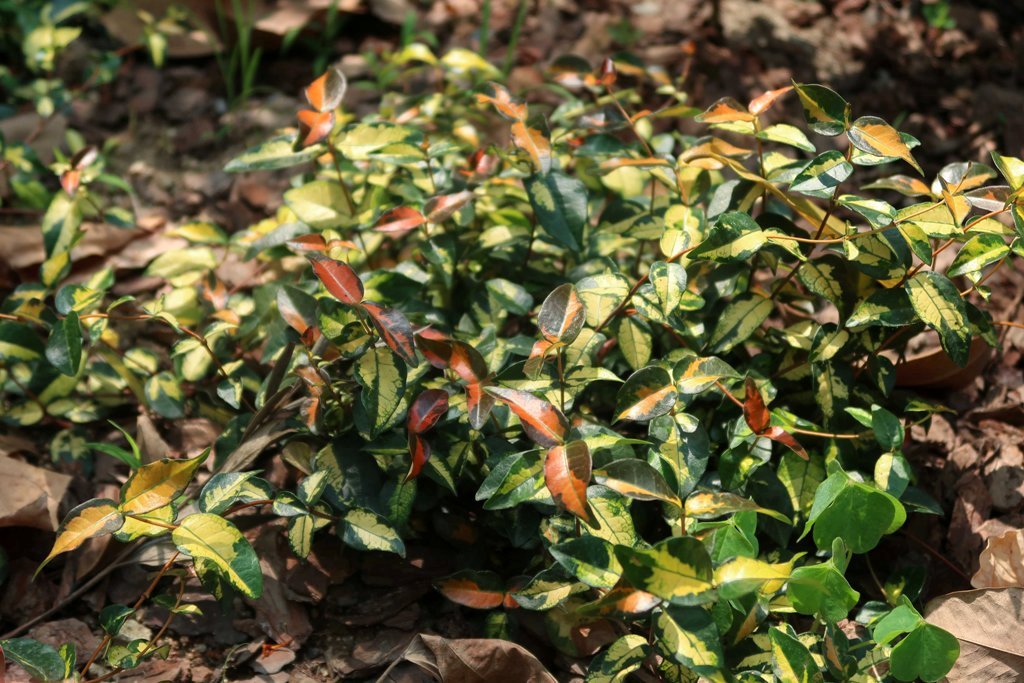 The Jogging Track Garden