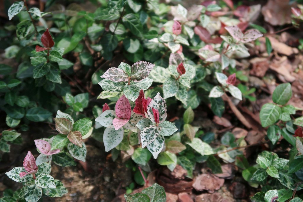 The Jogging Track Garden