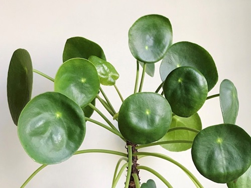 Unique coin and pancake shape foliage