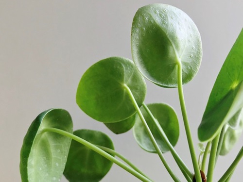 At the back of the leaves, the ‘salt’ like mineral deposits from watering with tap water