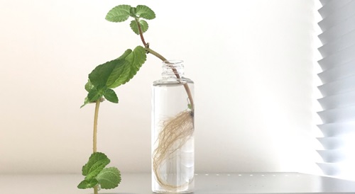 Creeping Charlie (古錢冷水花)