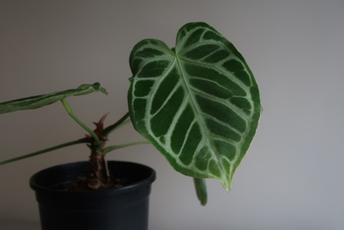 The heart-shaped dark green velvet leaf