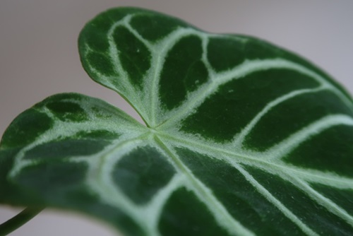 The shiny board white main veins