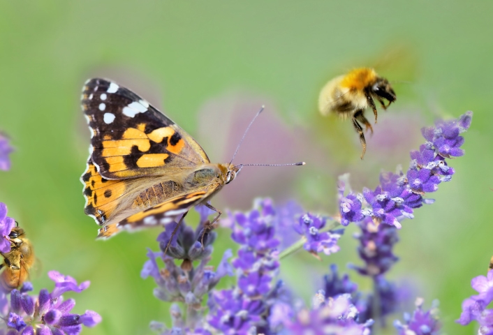 International Day for Biological Diversity (22 May)