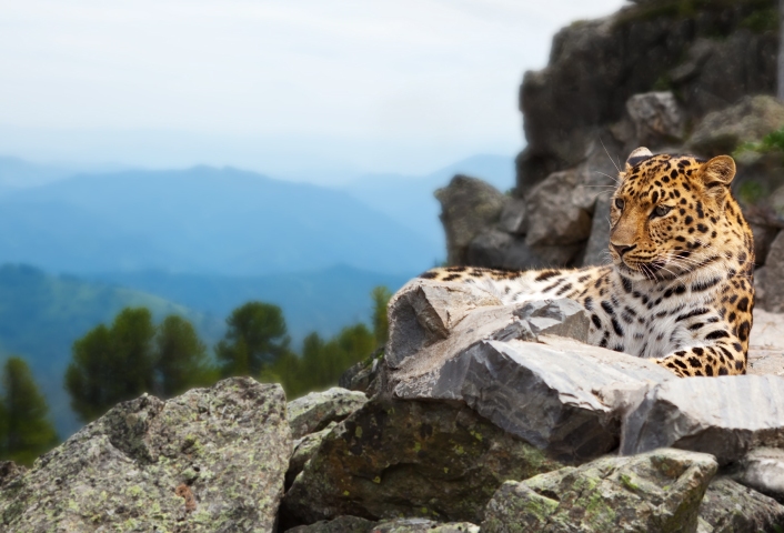 World Wildlife Day (3 March)