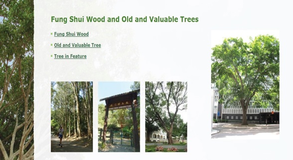 Fung Shui Wood and Old and Valuable Tress in Hong Kong