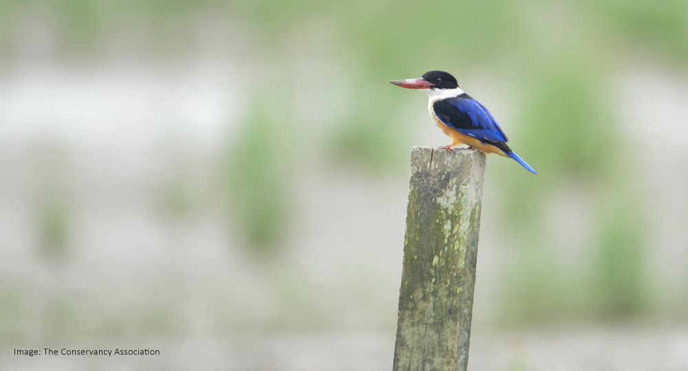 Live GREEN presents: Wetland Conservation in Hong Kong 香港濕地保育