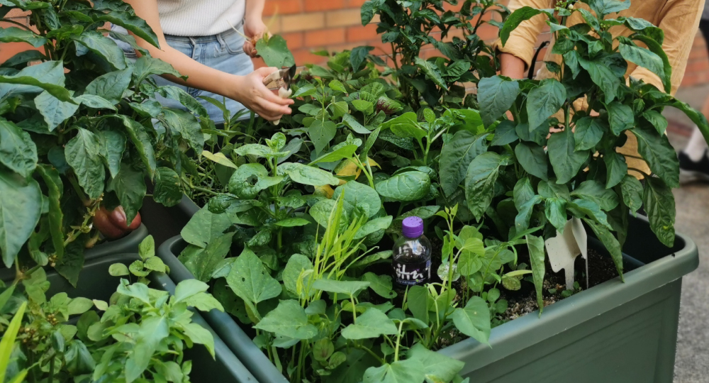 20231005-Urban-Farming-2023-Winter-TIMG