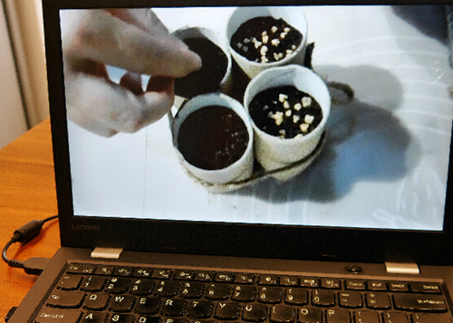 Turning empty toilet rolls into microgreens planters