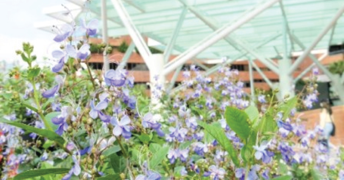 Colourful and nature-inspired campus in Spring