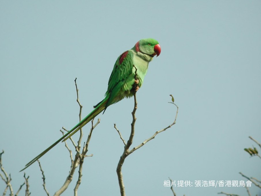 Alexandrine Parakeet 亞歷山大鸚鵡