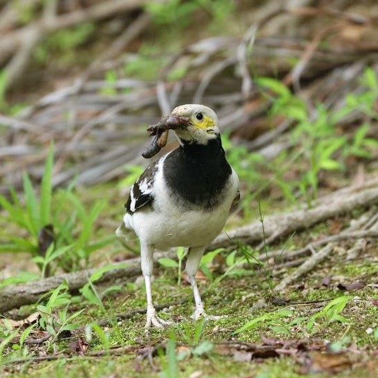 Black-collared Starling 黑領椋鳥