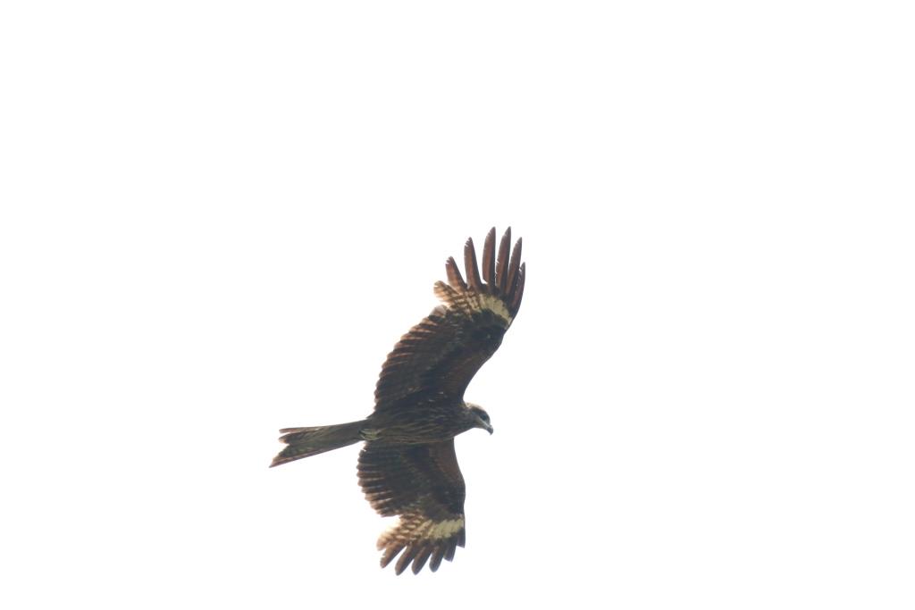 Black Kite 黑鳶