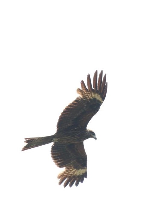 Black Kite 黑鳶