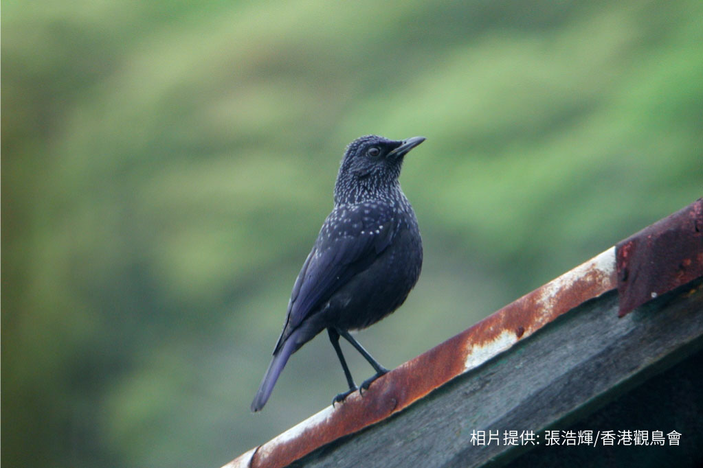 Blue Whistling Thrush 紫嘯鶇