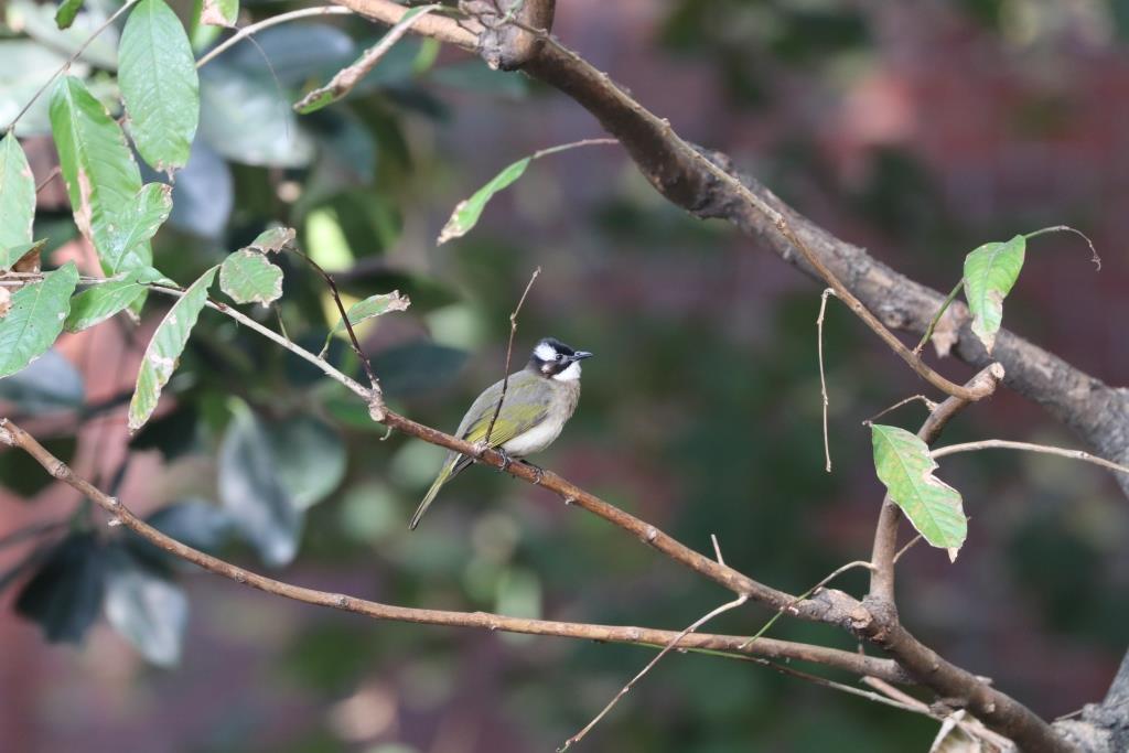 Chinese Bulbul 白頭鵯