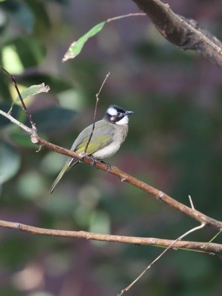 Chinese Bulbul 白頭鵯