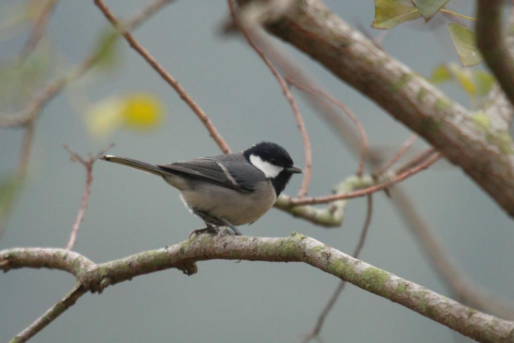 Cinereous Tit 蒼背山雀