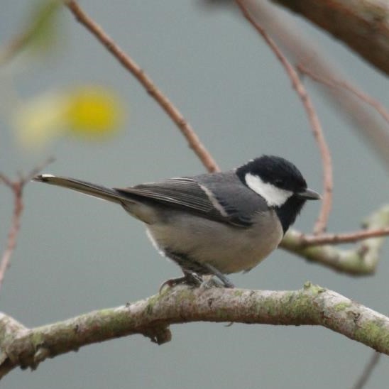 Cinereous Tit 蒼背山雀