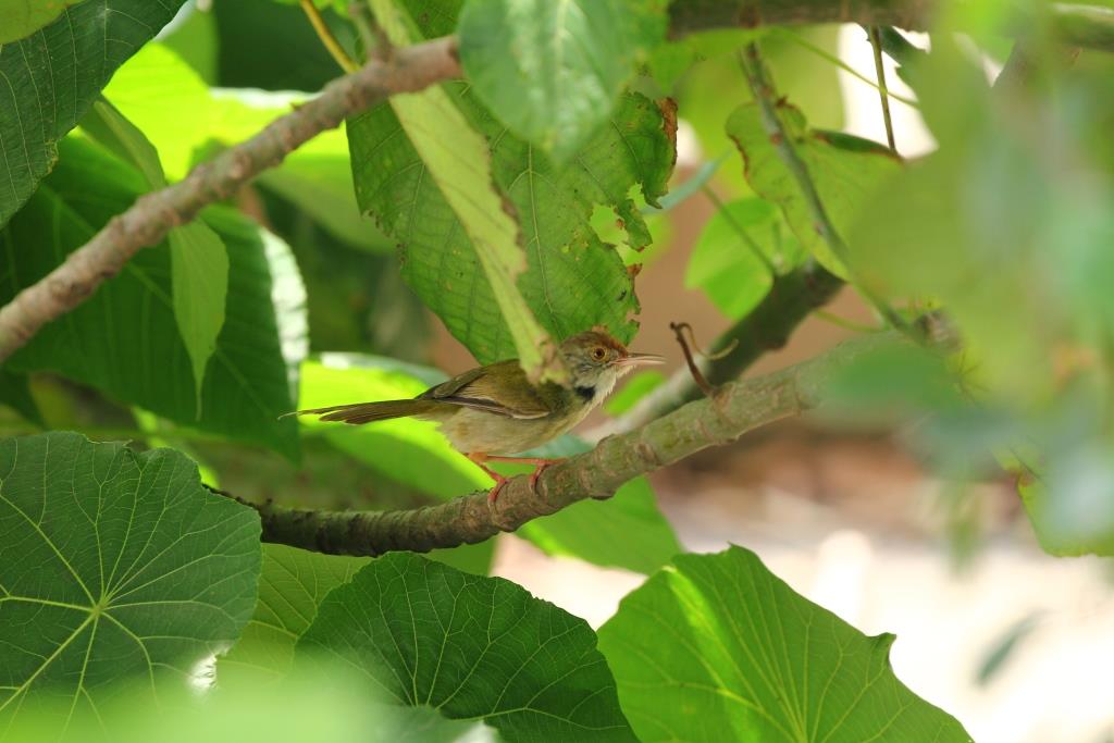 Common Tailorbird 長尾縫葉鶯