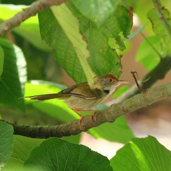 Common Tailorbird 長尾縫葉鶯