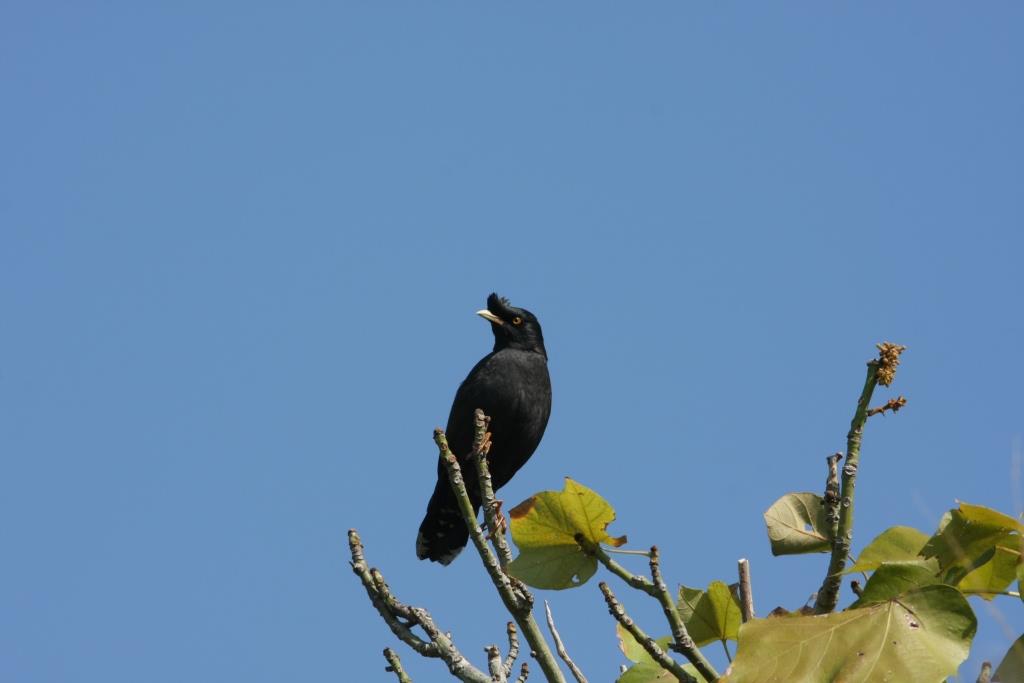 Crested Myna 八哥