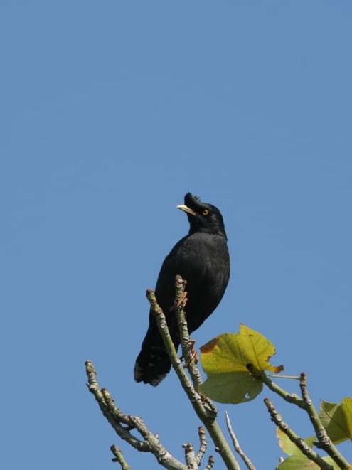 Crested Myna 八哥