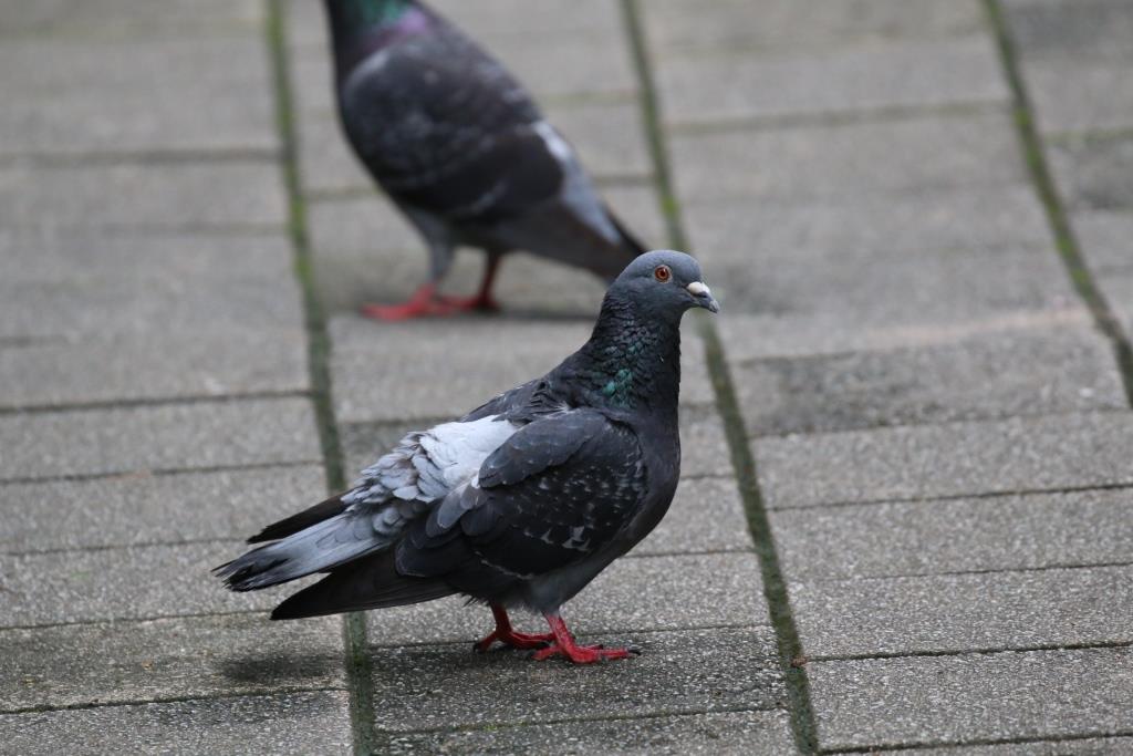 Domestic Pigeon 原鴿
