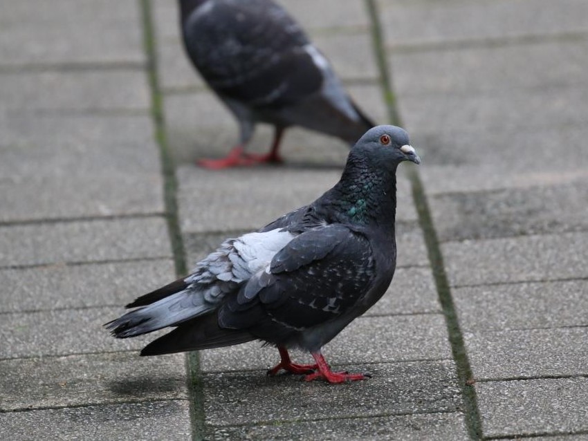 Domestic Pigeon 原鴿