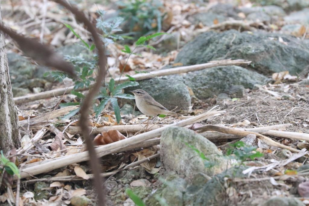 Dusky Warbler 褐柳鶯