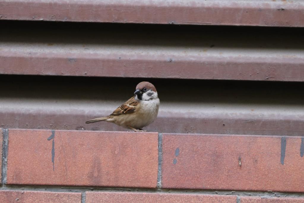 Eurasian Tree Sparrow 樹麻雀