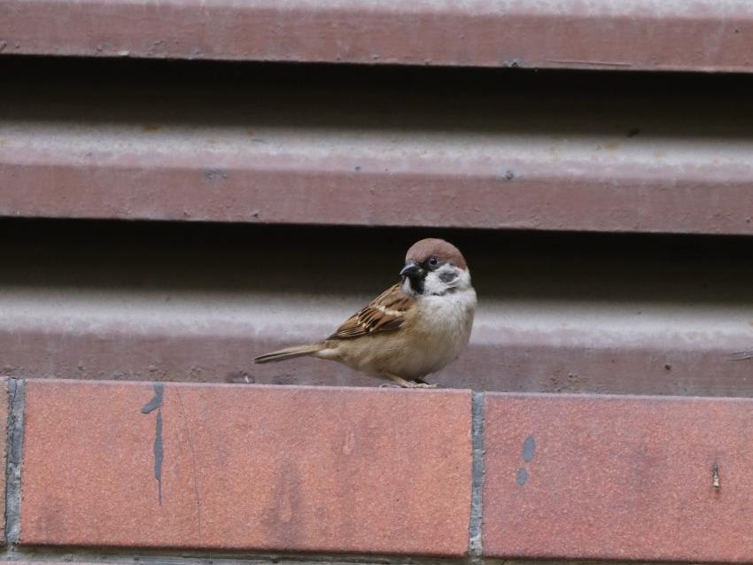 Eurasian Tree Sparrow 樹麻雀