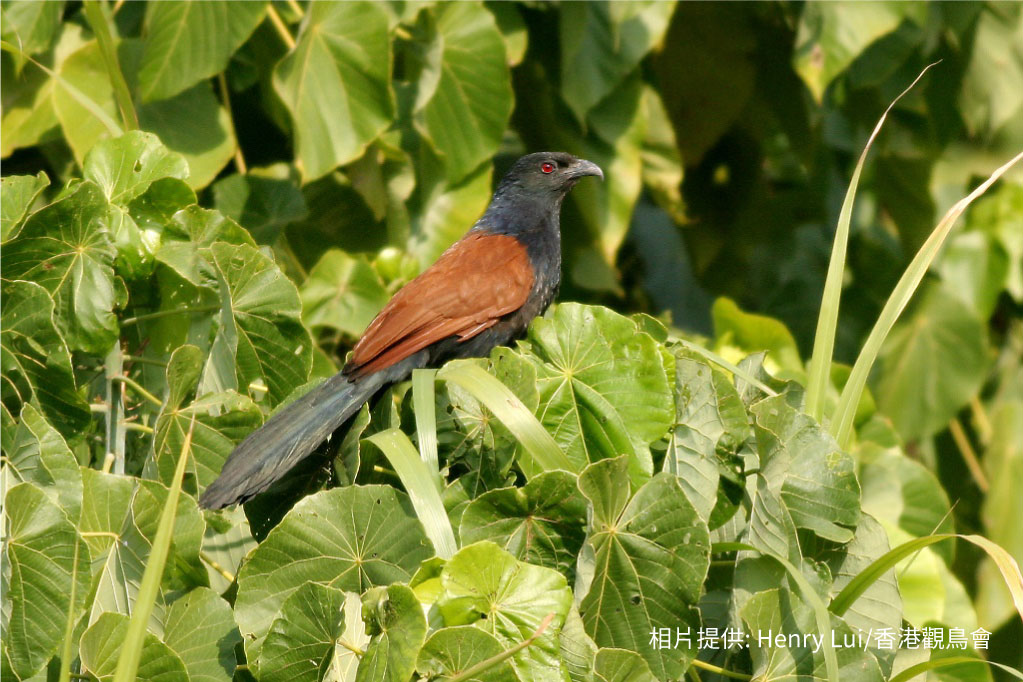Greater Coucal 褐翅鴉鵑