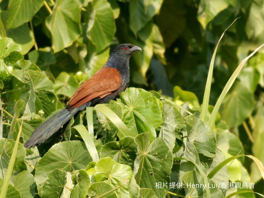 Greater Coucal 褐翅鴉鵑