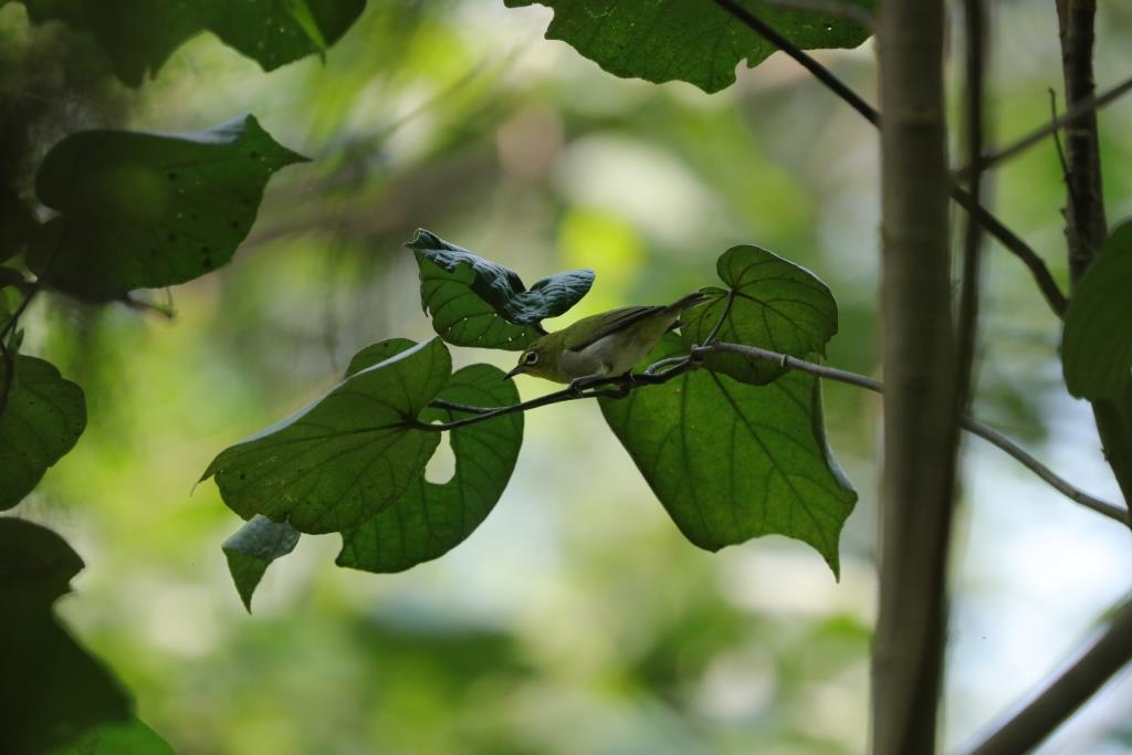 Japanese White-eye 暗綠繡眼鳥