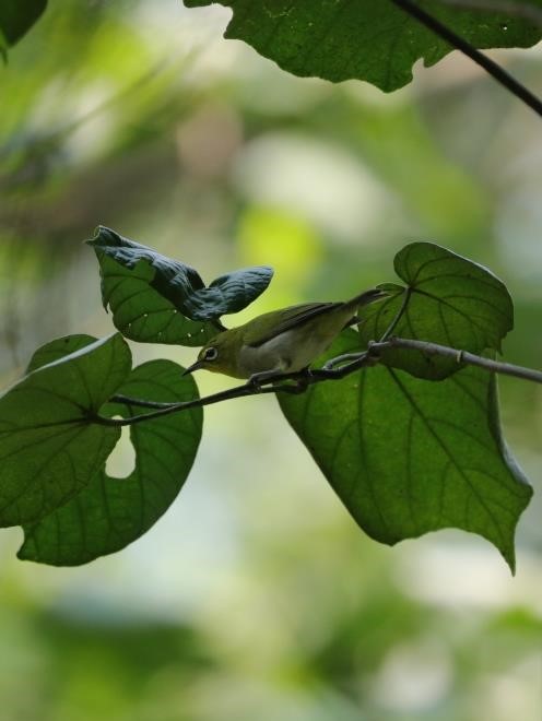 Japanese White-eye 暗綠繡眼鳥